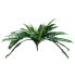 45" Boston Fern Bush