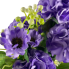 19" Hydrangea & Daisy Bush - Lavender
