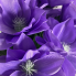 20" Clematis Bush - Purple