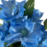 20" Clematis Bush - Blue