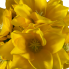 20" Clematis Bush - Yellow