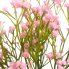 17" Baby's Breath Gypsophila Filler - Pink