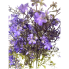 18" Gypsophila Bush - Dark Purple