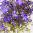 18" Gypsophila Bush - Dark Purple
