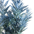 22" Icy Podocarpus Bush