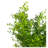 20" Spring Button Leaf Bush
