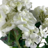 20" White Geranium Bush