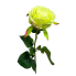 27" Rina Open Green Rose Stem