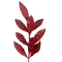 20" Red Glitter Laurel Spray