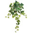 22" Ivy Bush - Variegated