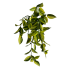 16" Wandering Jew Hanging Bush