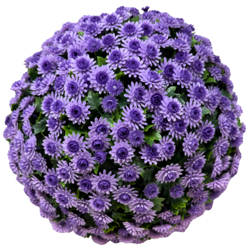 16" UV Lavender Topiary Mum Balls