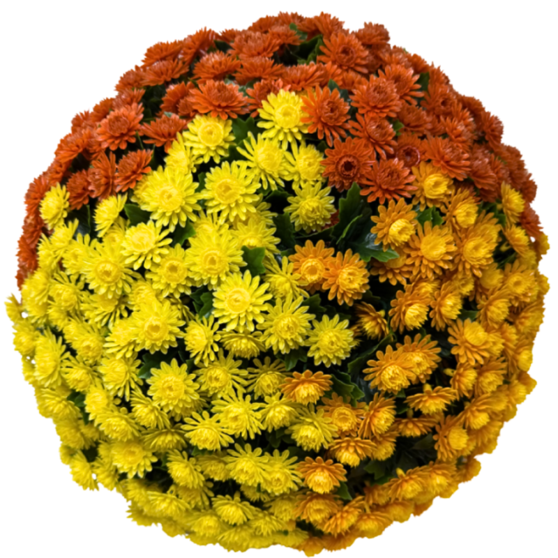 16" UV Orange/Yellow/Gold Topiary Mum Balls