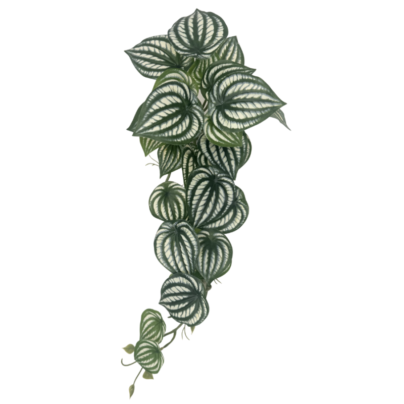 21.5" Watermelon Peperomia Hanging Bush