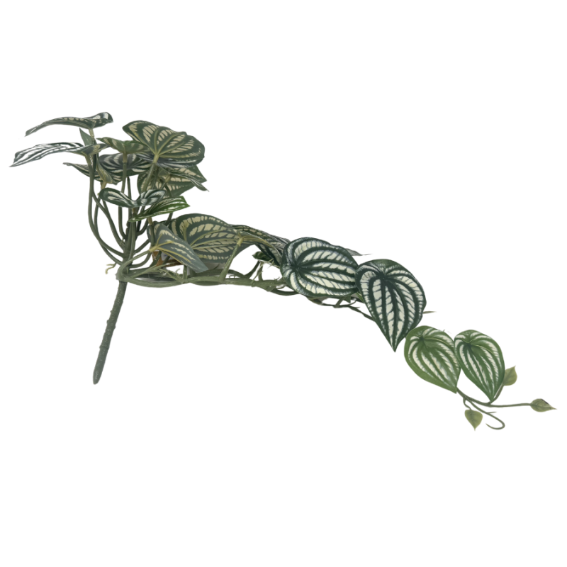 21.5" Watermelon Peperomia Hanging Bush