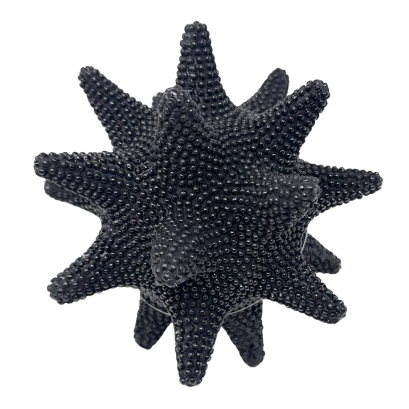 6" Beaded Sunflower Sea Star - Black