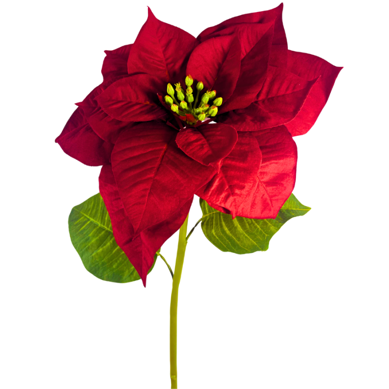 30" Red Poinsettia Natural Stem