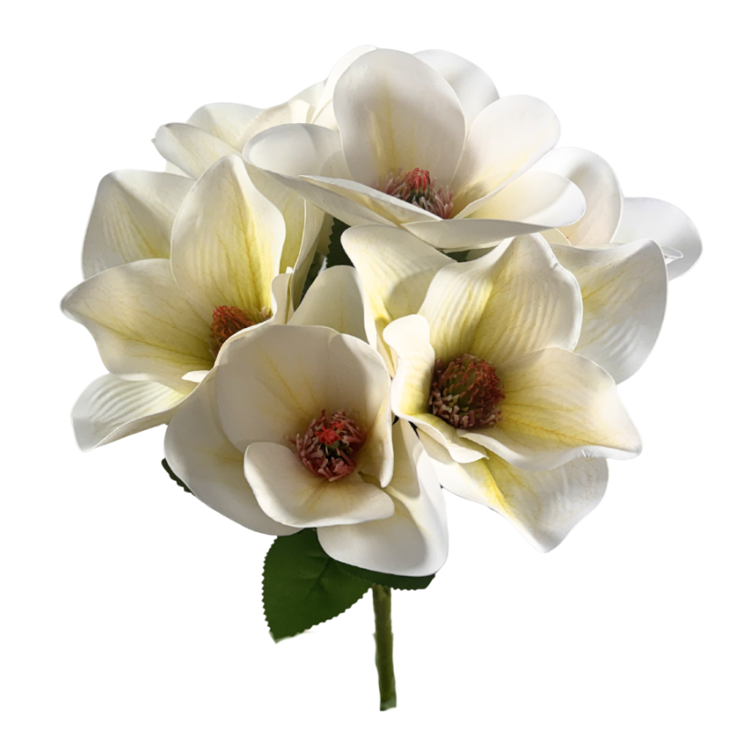 17" Chinese Magnolia Bush