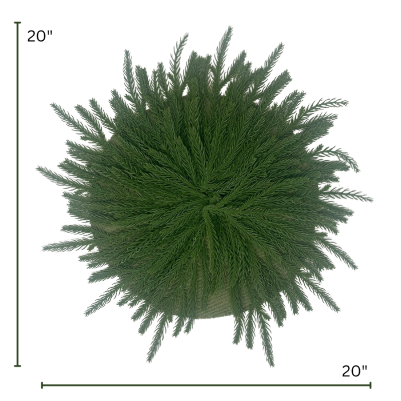 Soft-Touch Norfolk Pine Placeholder