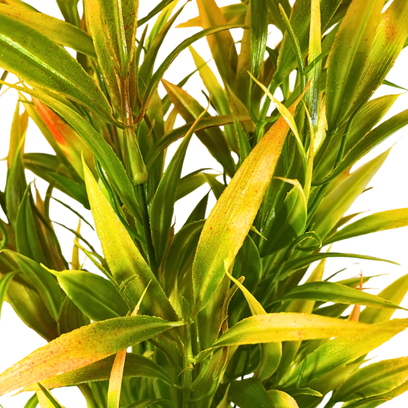 22" Hakone Grass Bush