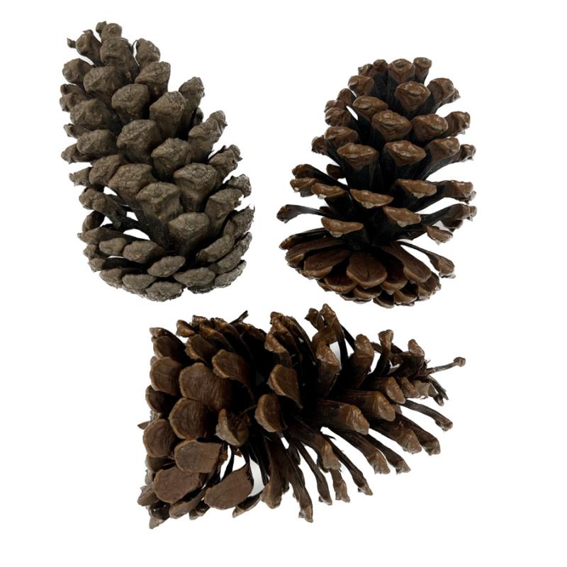 Large Pinecones - Set of 3