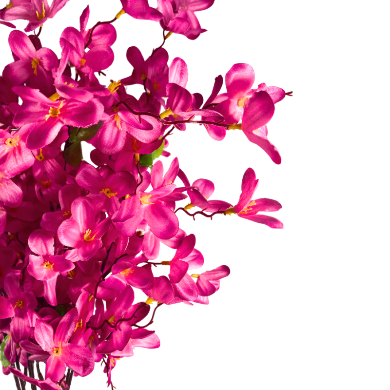 24" Tweedia Bush - Hot Pink