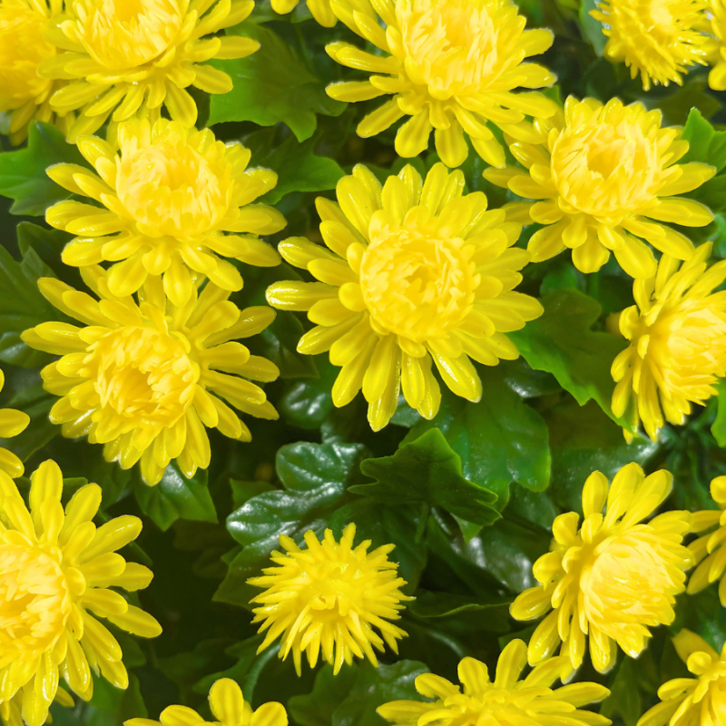 12" UV Mum Topiary Ball - Yellow