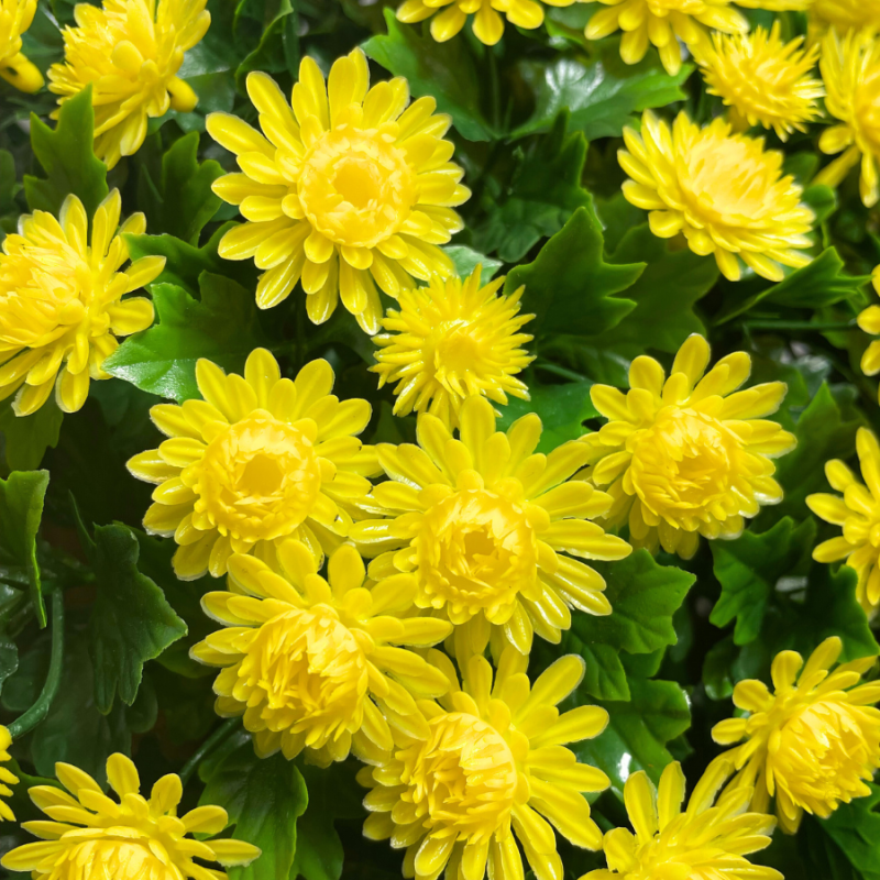 14" UV Mum Hanging Basket - Yellow
