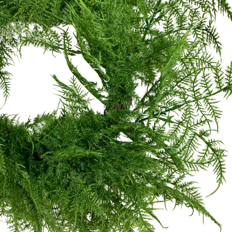 24"  Asparagus Fern Wreath