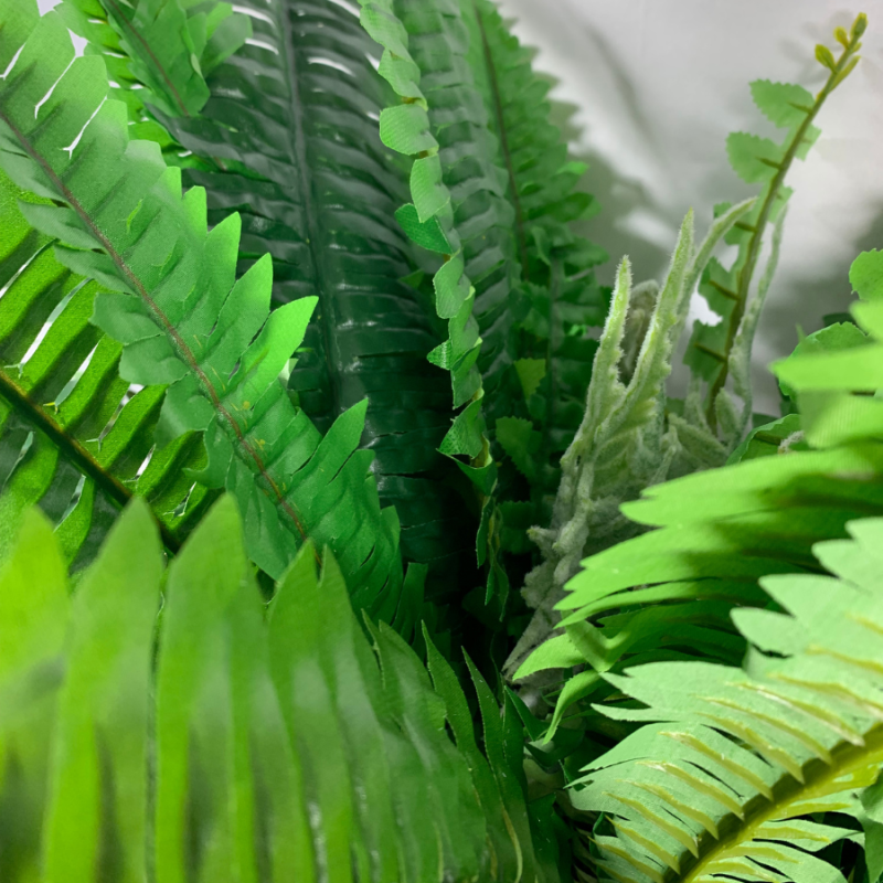 45" Boston Fern Bush