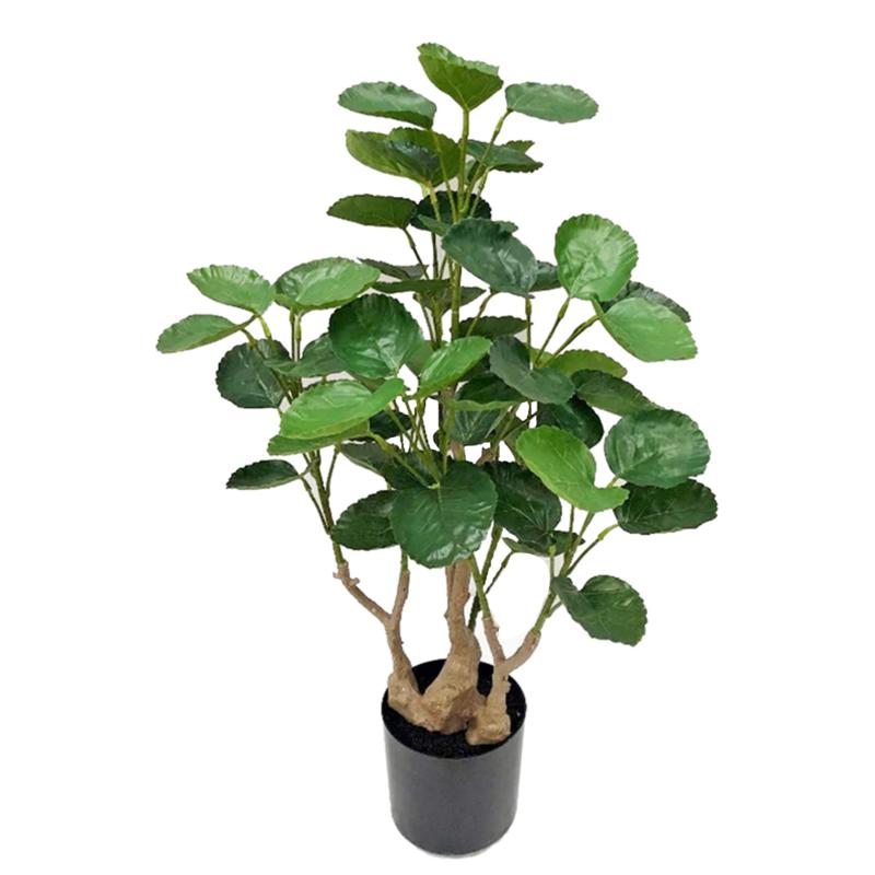 Money Tree Potted Plant