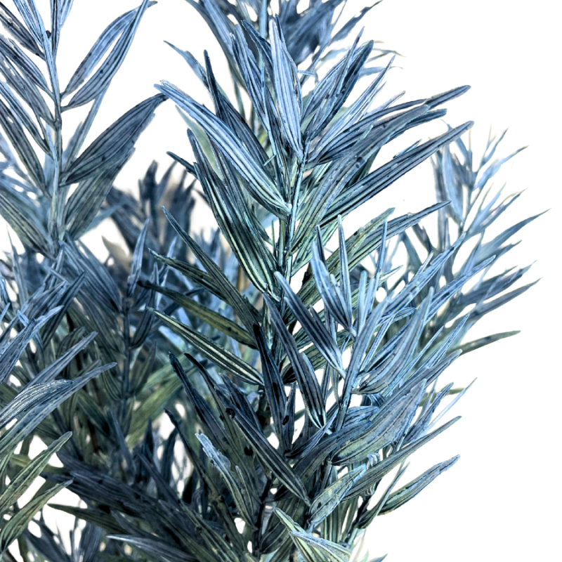 22" Icy Podocarpus Bush
