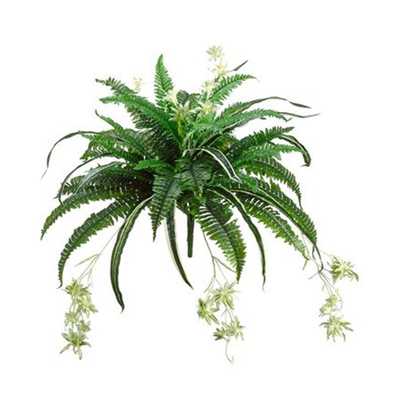 32" Mixed Boston Fern & Spider Bush