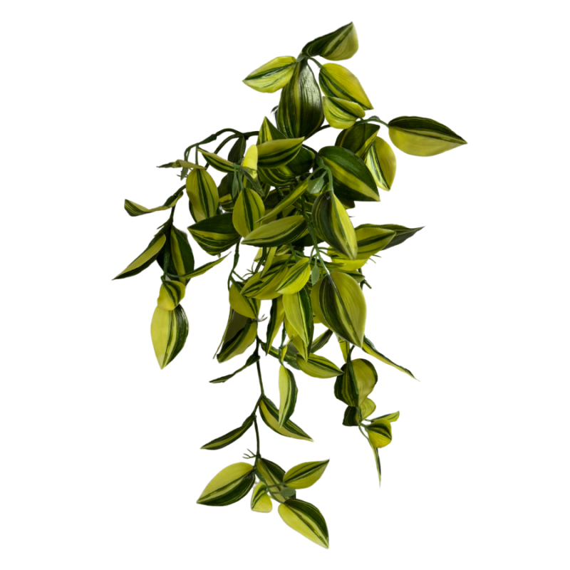 16" Wandering Jew Hanging Bush