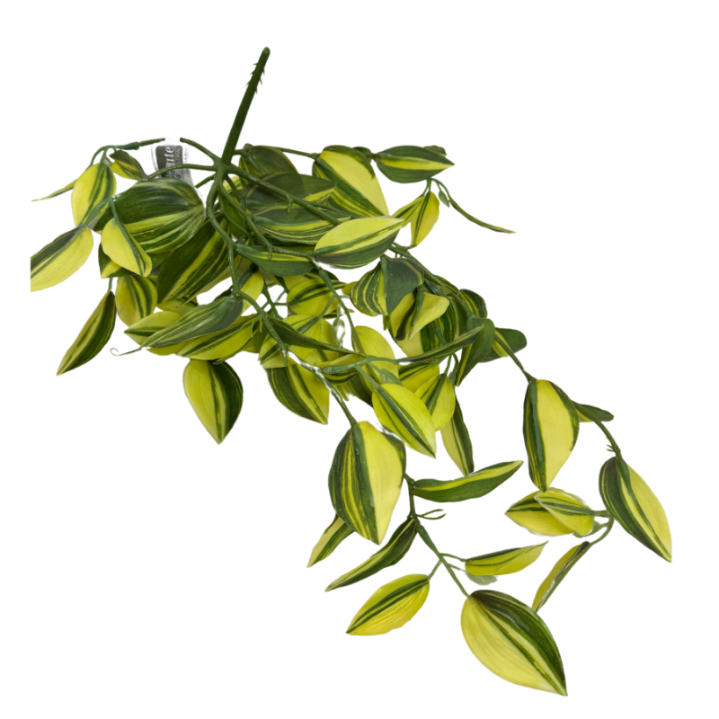 16" Wandering Jew Hanging Bush