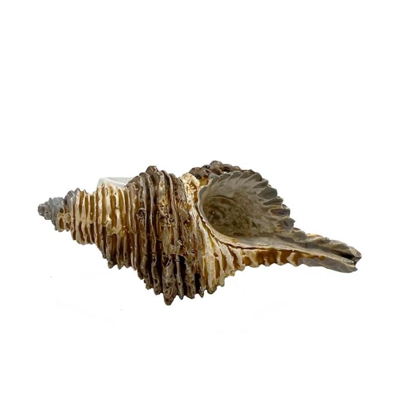 3.5" Nautical Napkin Ring - Shell